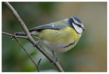 Blue Tit