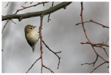 Goldcrest