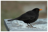 Blackbird