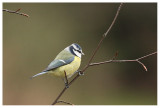 Blue Tit