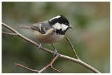 Coal Tit 