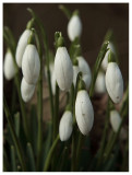 Galanthus nivalis