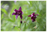 Aquilegia atrata