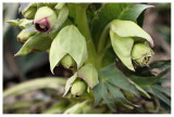 Helleborus foetidus