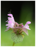 Lamium purpureum