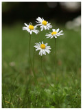 Bellis perennis