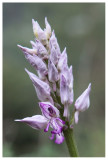 Orchis militaris