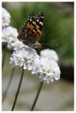 Vanessa cardui