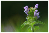 Prunella vulgaris