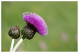 Cirsium helenioides