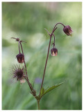 Geum rivale