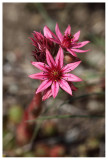 Sempervivum montanum