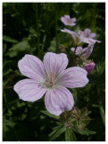 Geranium sylvaticum subsp. rivulare