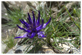 Phyteuma hedraianthifolium