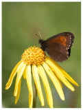 Erebia epiphron