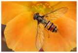 Episyrphus balteatus