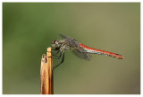 Sympetrum vulgatum