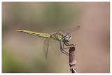 Sympetrum fonscolombii (f)
