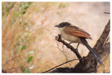 Burchells Coucal