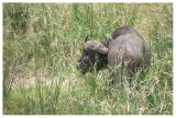 African Buffalo