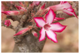 Adenium multiflorum
