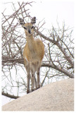 Klipspringer