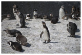 African Penguin
