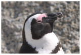 African Penguin