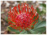Leucospermum cordilifolium