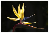 Strelitzia regina