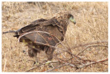 Bateleur (female)