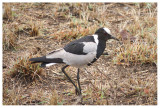 Blacksmith Lapwing