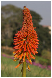 Kniphofia linearifolia