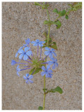 Plumbago auriculata