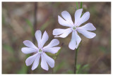 Silene undulata