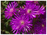 Lampranthus suavissimus