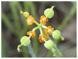 Euphorbia mauritanica