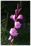 Watsonia