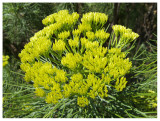 Euphorbia