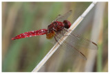 Crocothemis erythraea