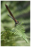 Calopteryx haemorrhoidalis