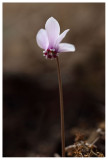 Cyclamen hederifolium