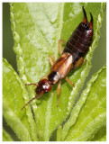 Forticula auricularia