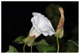 Calystegia sepium