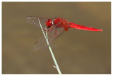 Crocothemis erythraea