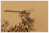 Sympetrum striolatum (f)