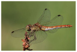 Sympetrum fonscolombii