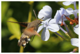 Macroglossum stellatarum
