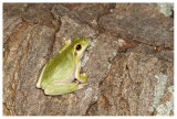 Hyla meridionalis