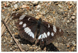 Limenitis reducta